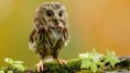 /album/schatige-dieren/cute-owl-wallpaper-1920x1080-jpg/
