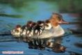 /album/schatige-dieren/imagescar386eg-jpg/
