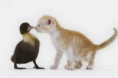 /album/schatige-dieren/rrg-png/
