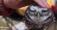 /album/schatige-dieren/fg-png/
