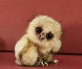 /album/schatige-dieren/naamloos-png/