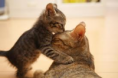 /album/schatige-dieren/ghh-png/