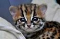 /album/schatige-dieren/imagesca2j6j8u-jpg/