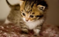 /album/schatige-dieren/j-png/